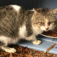 Fundraising Page: Debra Eveland